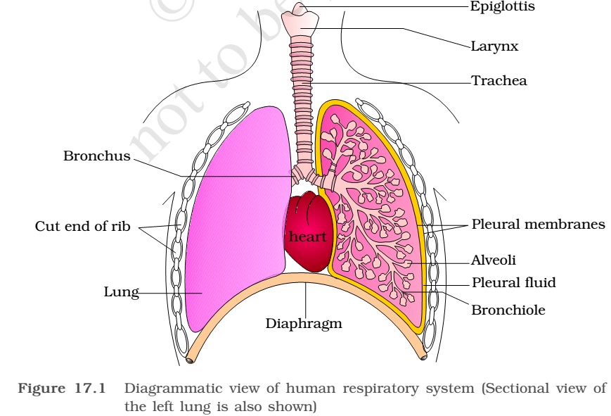 Respiratory System Ncert General Science