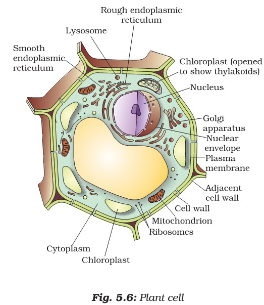 plant cell functions definitions