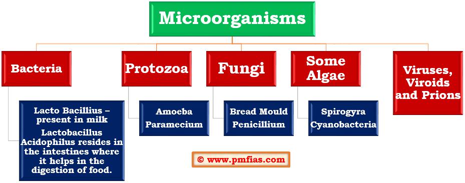 disease causing protozoa