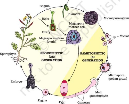 simple gymnosperm life cycle