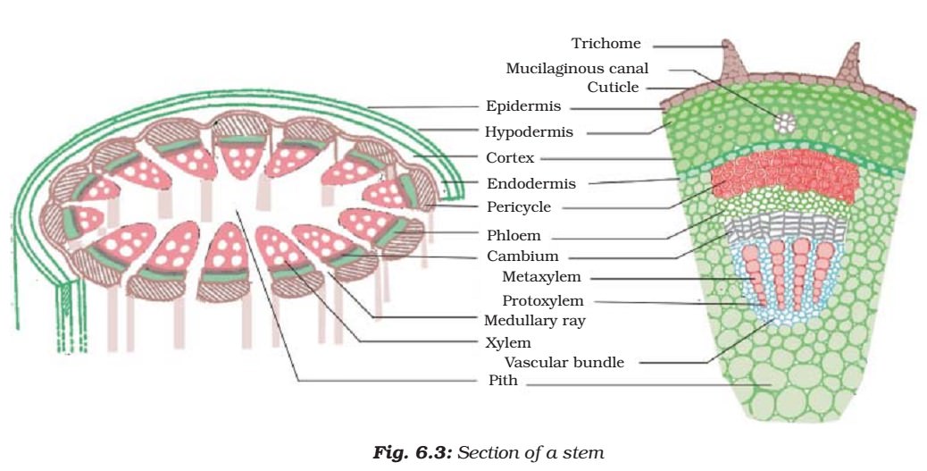 plant tissue xylem