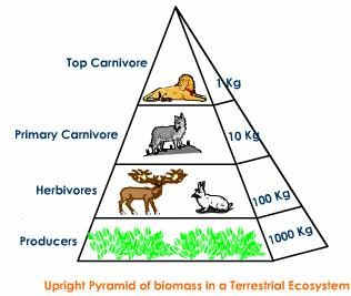 Ecological Pyramids: Pyramid of Numbers, Biomass & Energy | PMF IAS