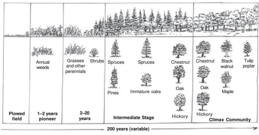 Functions of Ecosystem: Ecological succession, Homeostasis - PMF IAS