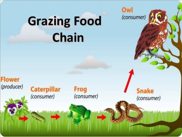 food web with trophic levels