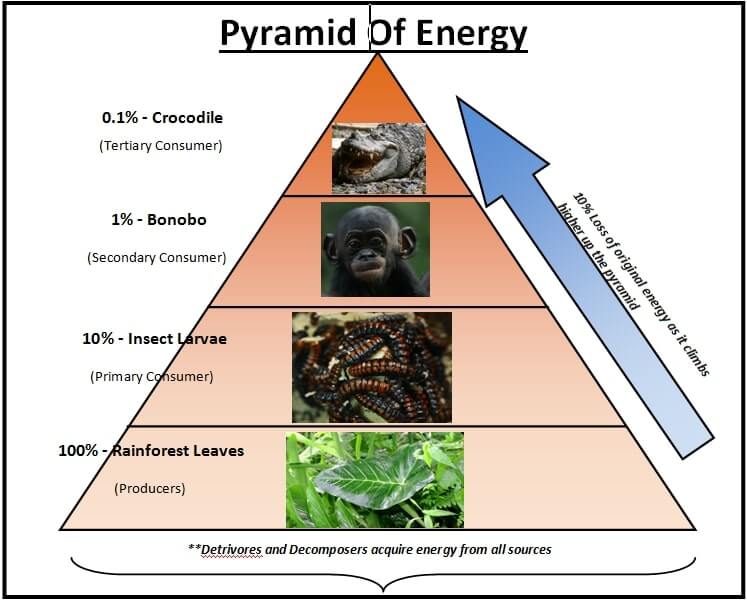 Energy Flow through an Ecosystem: Ecological Pyramids - PMF IAS